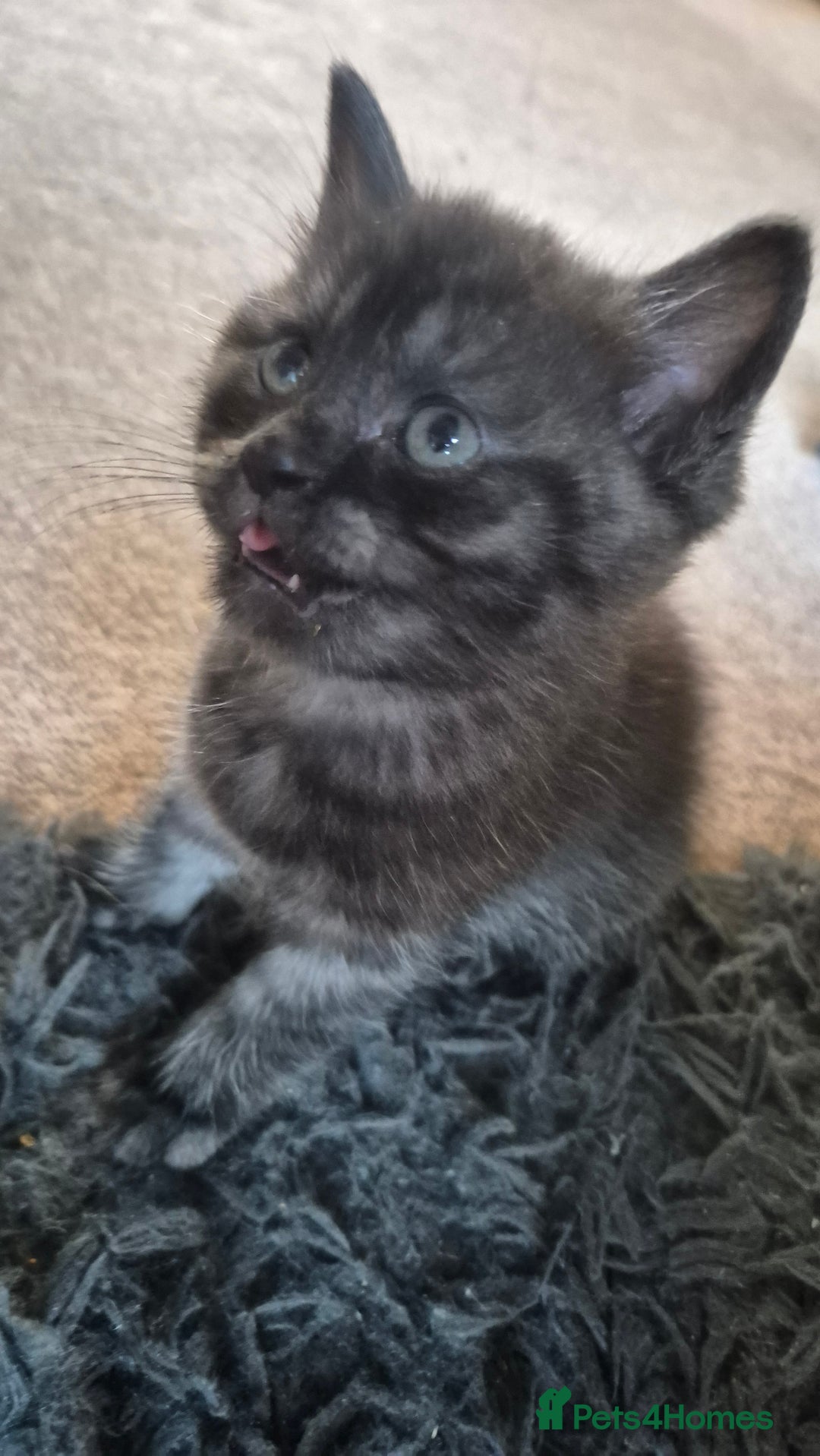Scottish Fold cats for sale: RARE - Scottish Fold x Maine Coon Kittens!! - Image 15