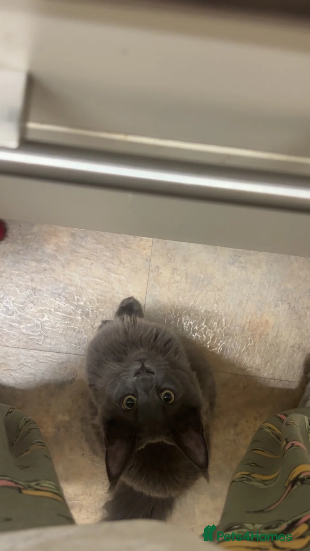 Maine Coon cats for sale: Maine coon kitten - Advert 9