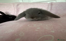 Mini Lop rabbits for sale: Beautiful little mini lop baby bunny rabbits  - Advert 7