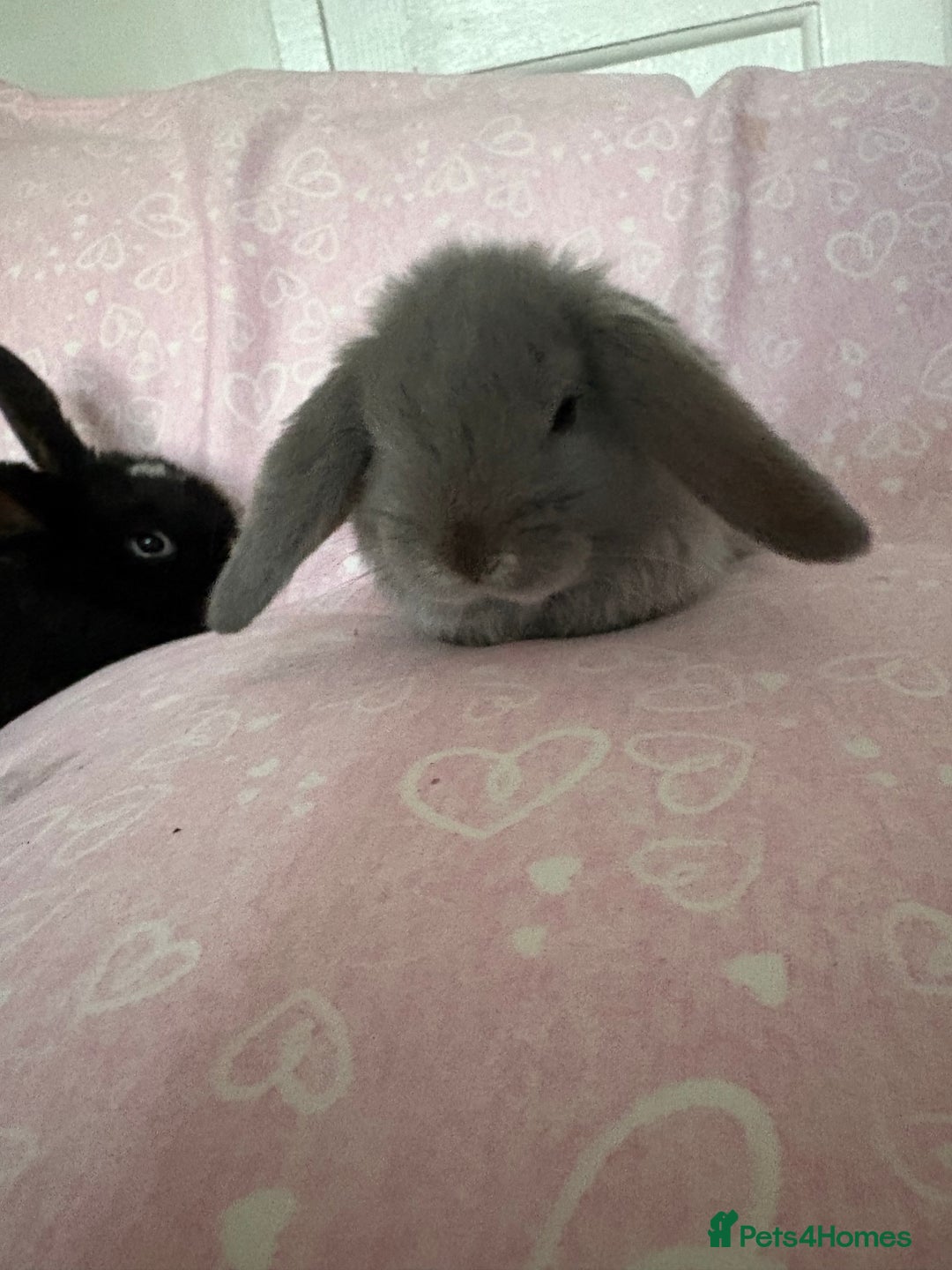 Mini Lop rabbits for sale: Beautiful little mini lop baby bunny rabbits  - Advert 7