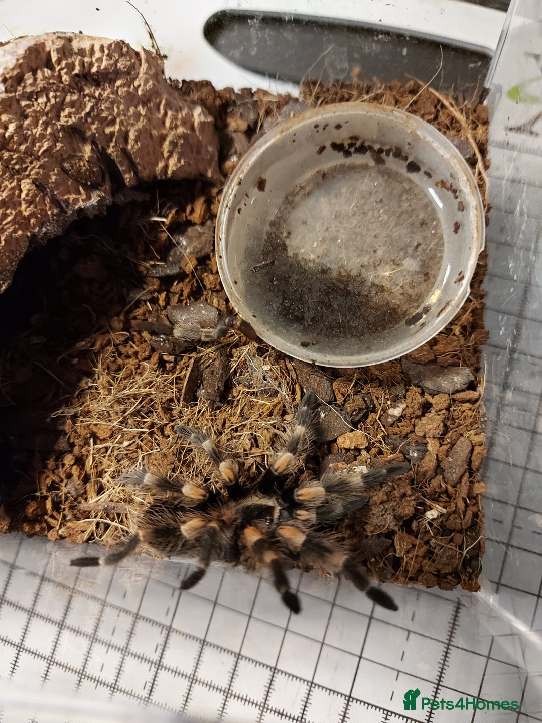 Tarantulas invertebrates for sale: Rehoming Collection of 17 Tarantulas, 1 Scorpion - Image 7