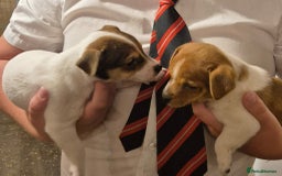 Jack Russell dogs for sale: Jack Russell puppies  - Image 7