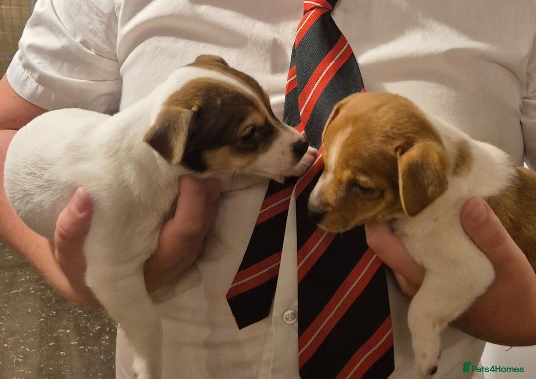 Jack Russell dogs for sale: Jack Russell puppies  - Image 7