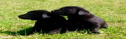 Labrador Retriever dogs for sale: Beautiful Litter of Labrador Puppies - Advert 2