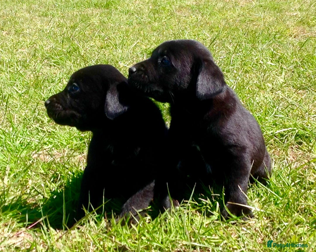 Labrador Retriever dogs for sale: Beautiful Litter of Labrador Puppies - Advert 2