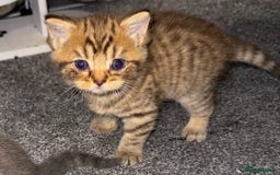 Brazilian Shorthair cats for sale: British shorthairs kittens - Advert 19