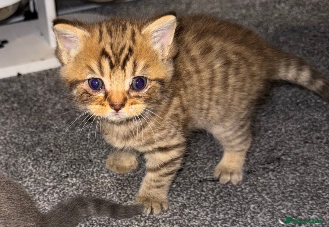 Brazilian Shorthair cats for sale: British shorthairs kittens - Advert 19