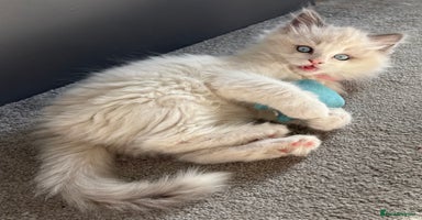 Ragdoll cats - Advert 6