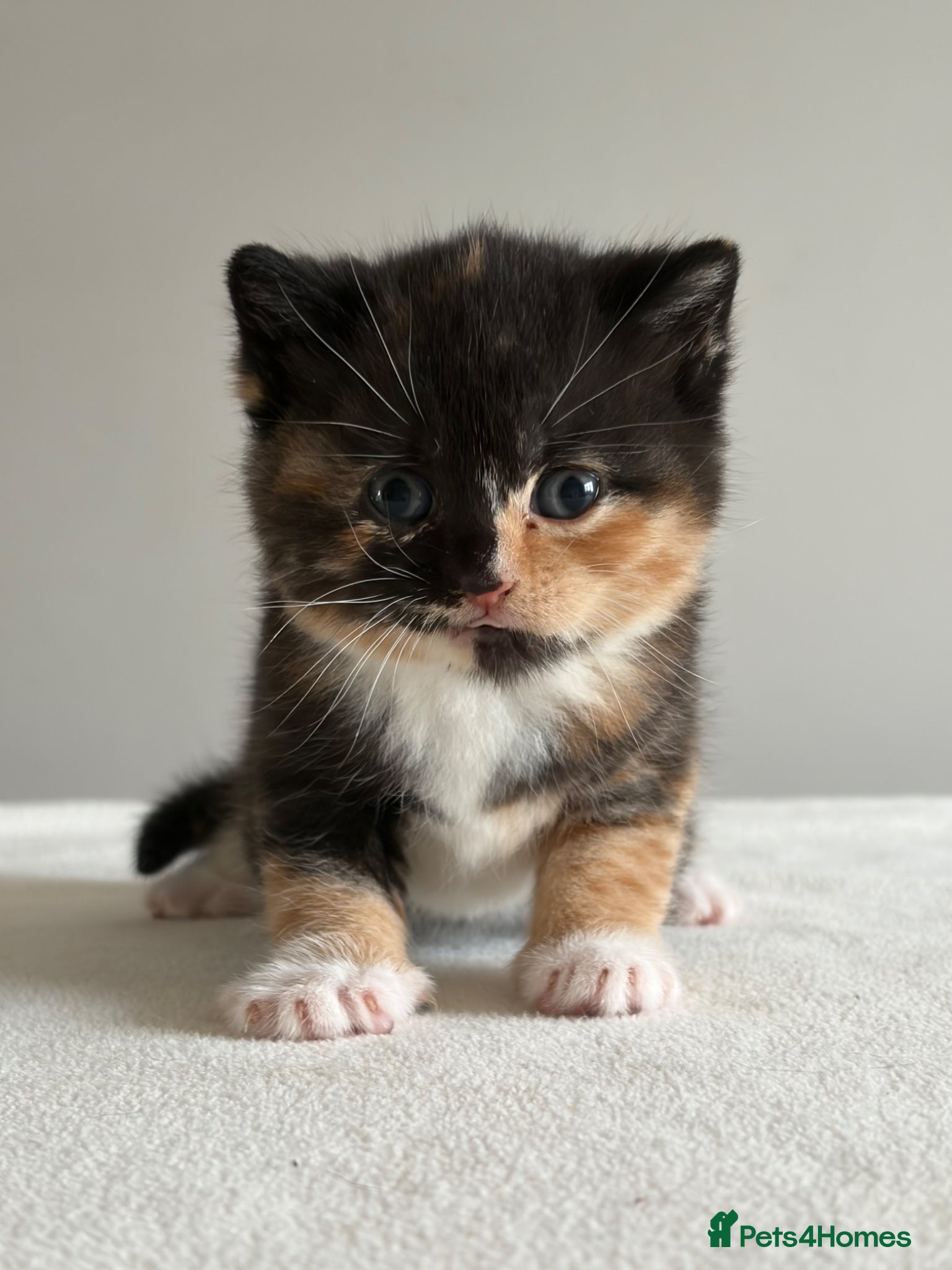 British Shorthair cats Your perfect pussycat - Advert 5