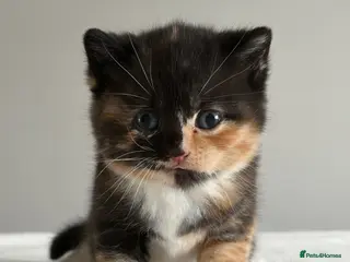 British Shorthair cats Your perfect pussycat - Advert 5