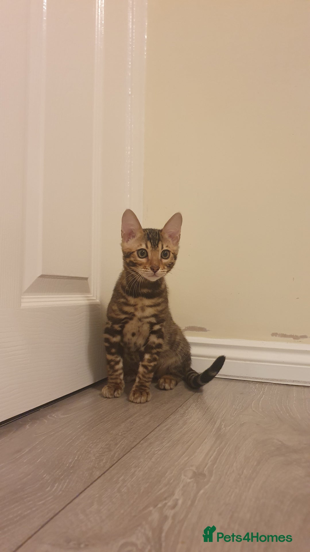 Bengal cats for sale: Beautiful Bengal - Advert 3