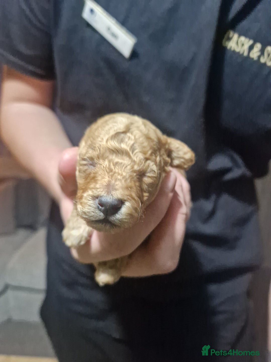 Maltipoo dogs for sale: Beautiful F1B Toy Maltipoos  - Advert 4