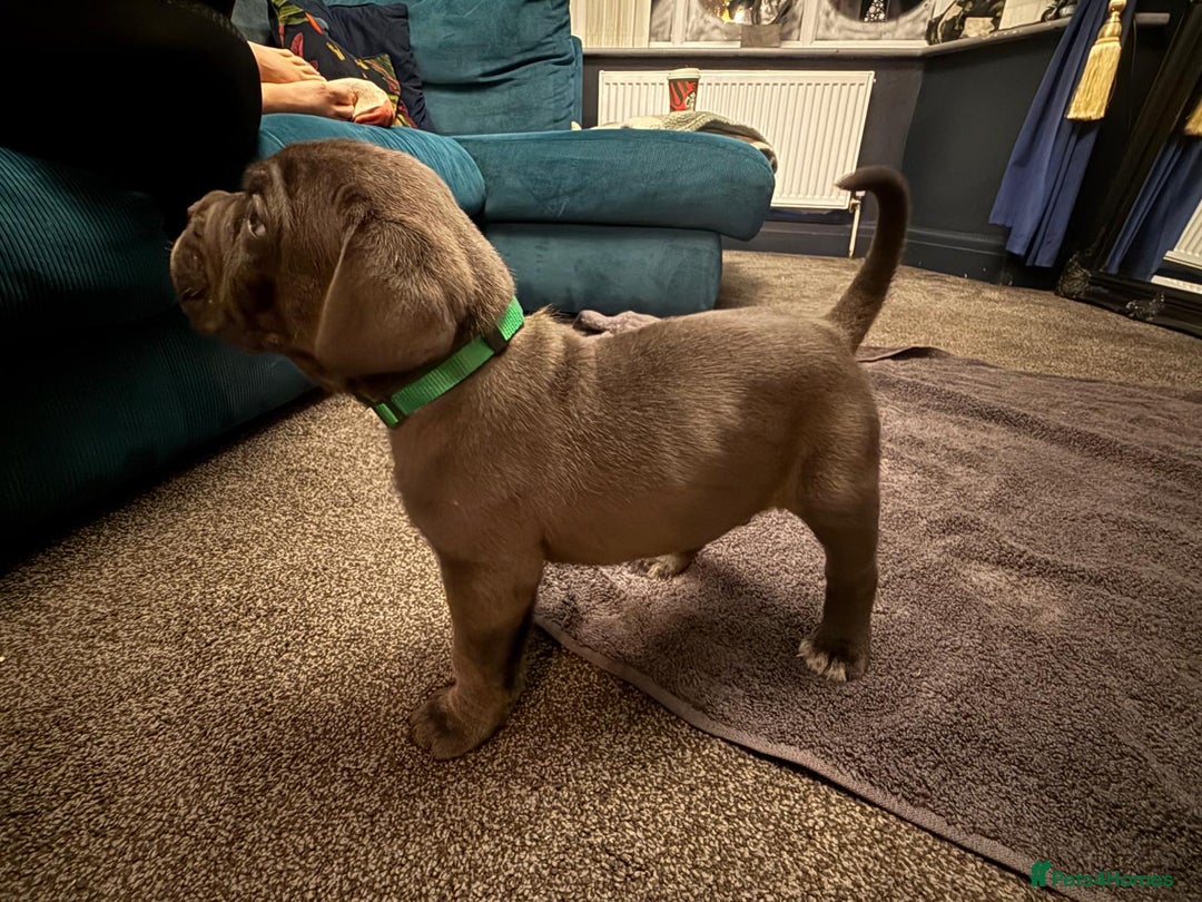 Cane Corso dogs for sale: Exceptional Quality Full Pedigree  - Advert 2