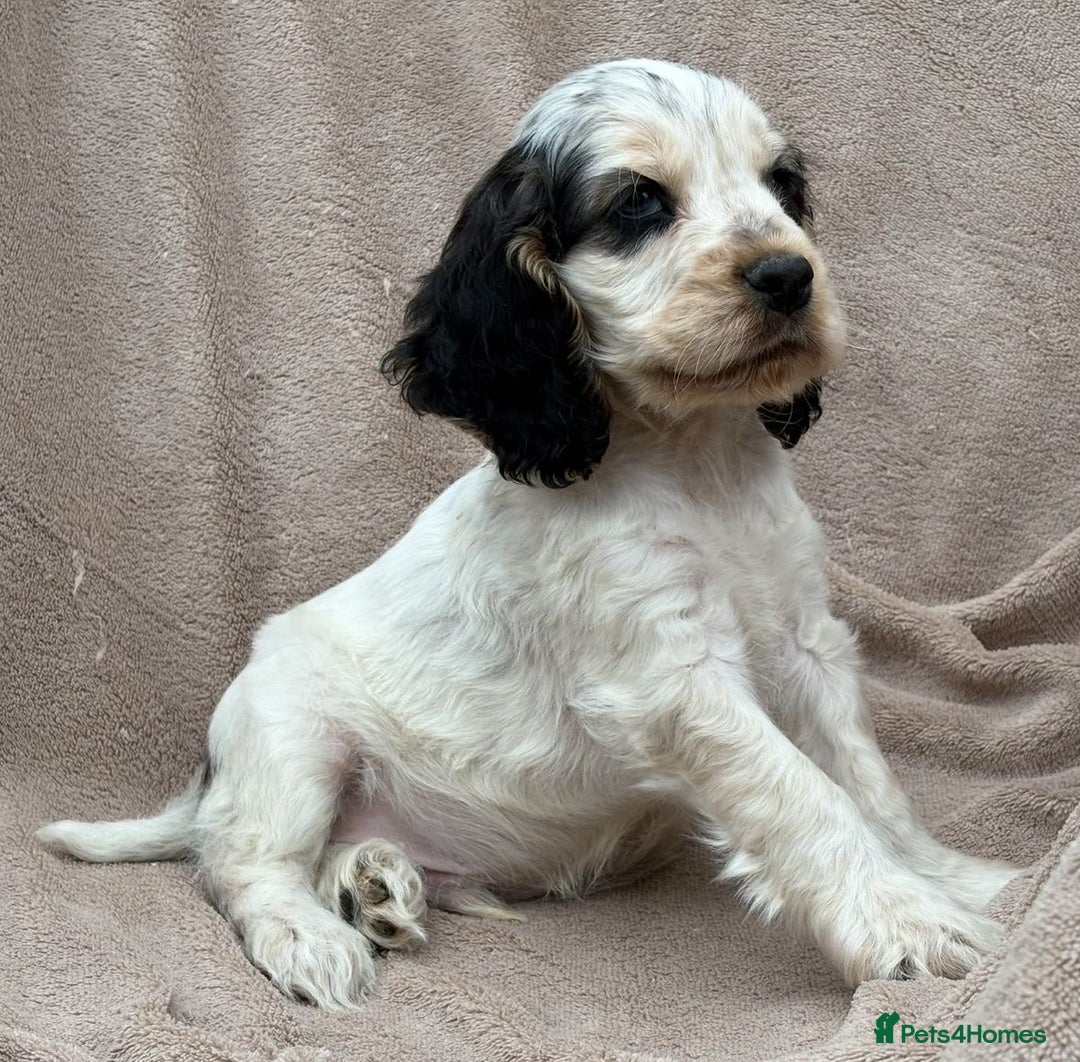 Cocker Spaniel dogs for sale: Show cocker spaniel puppies  - Image 7