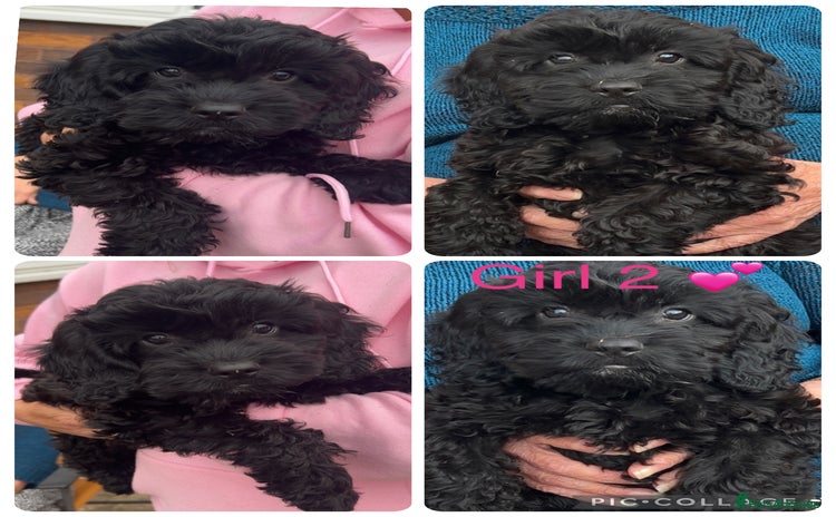 Cockapoo dogs - Advert 7