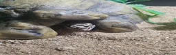 Leopard Gecko reptiles for sale: Baby leopard geckos  - Advert 6
