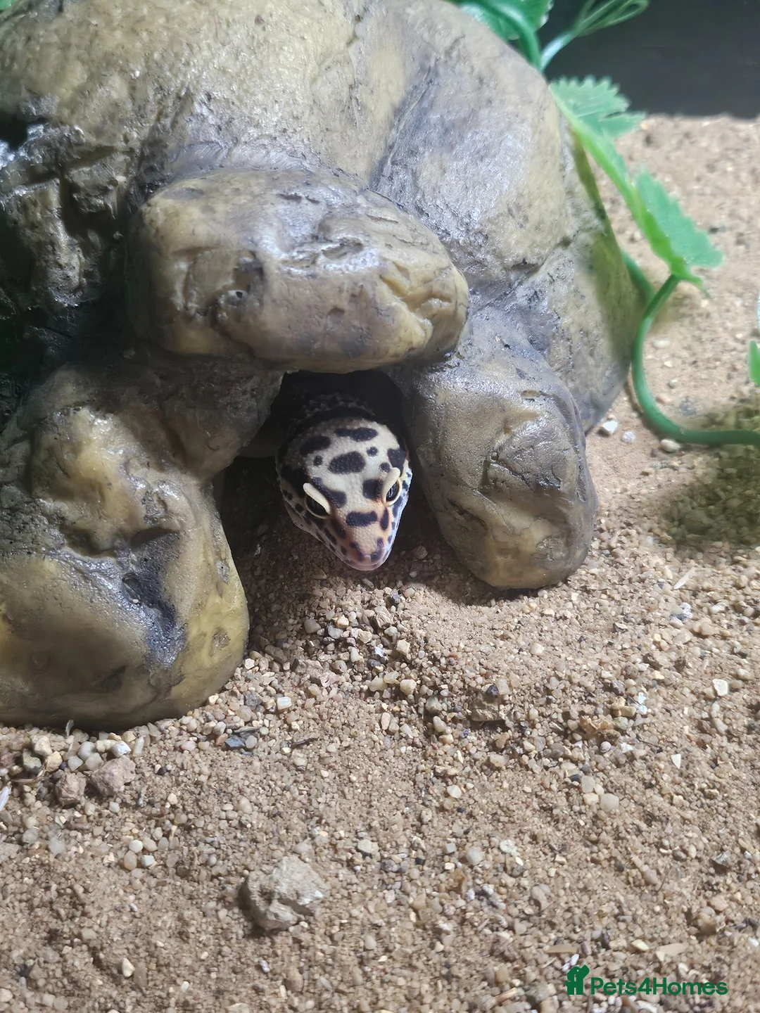 Leopard Gecko reptiles for sale: Baby leopard geckos  - Advert 6