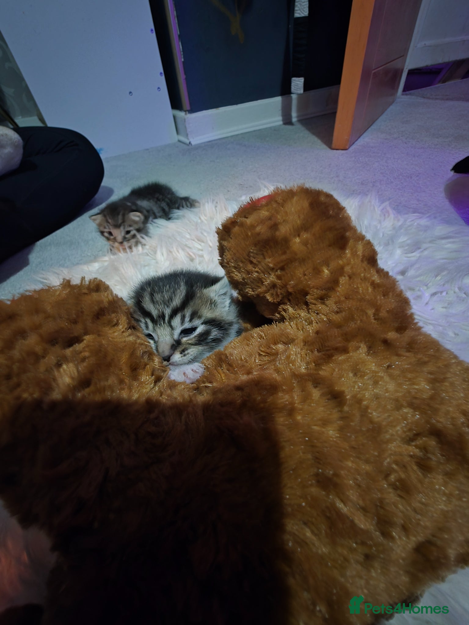 Mixed Breed cats for sale: Bengal mix in Margate - Advert 2