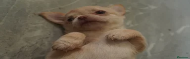 Chihuahua Puppy 4
