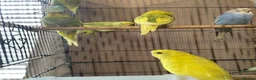 Budgerigars birds for sale: Young budgies £20 each - Advert 7