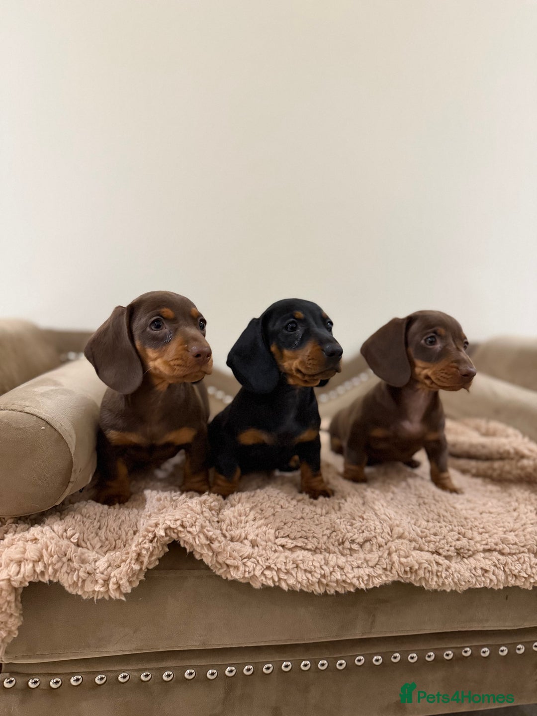 Miniature Dachshund dogs for sale: Gorgeous Miniature Dachshund boys - Advert 1
