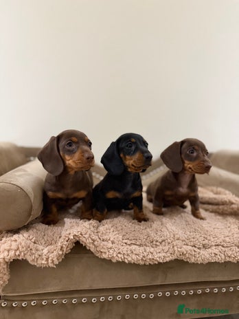 Miniature Dachshund dogs Gorgeous Miniature Dachshund boys - Advert 16