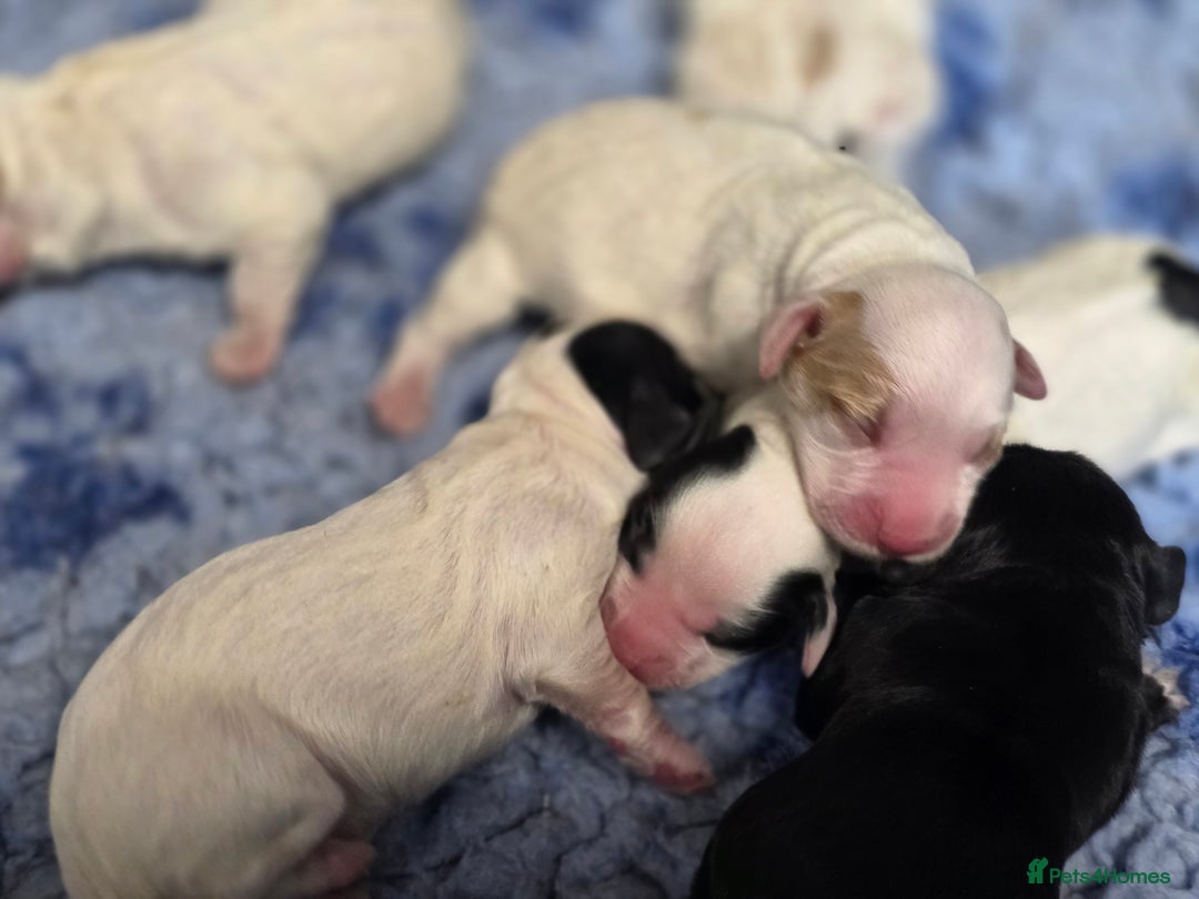 Cocker Spaniel dogs for sale: Working cocker spaniel puppies 1 girl 3 boys  - Image 3