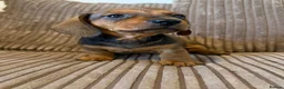 Miniature Dachshund dogs for sale: 1 male Kc reg pra clear mini smooth - Advert 15