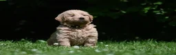Goldendoodle dogs for sale: Quality Health Tested Goldendoodles - Advert 23