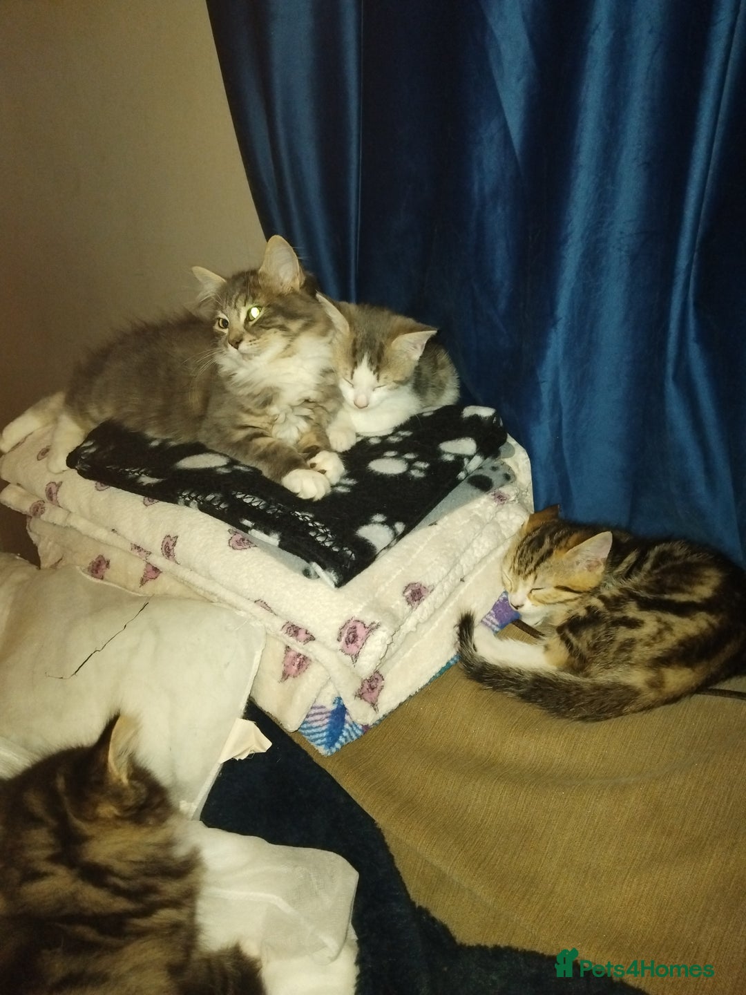 Mixed Breed cats for sale: Kittens american ringtail mixbreed  - Image 17