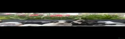 Welsh Collie dogs for sale: Adorable Welsh Collie x Dalmatian Puppies in Caernarfon - Advert 5