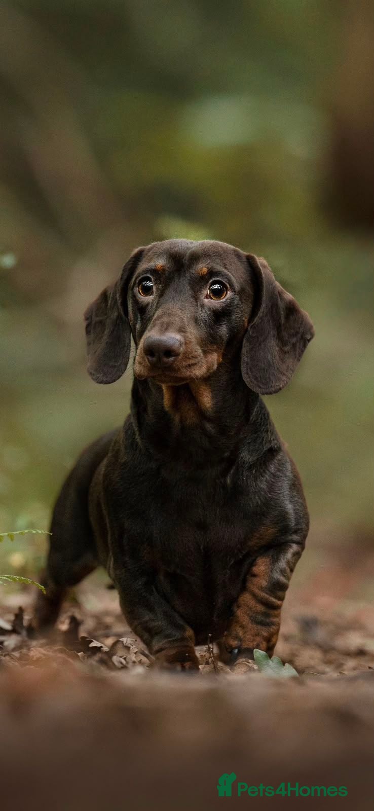 Dachshund dogs Gorgeous litter of dachshunds - Advert 17