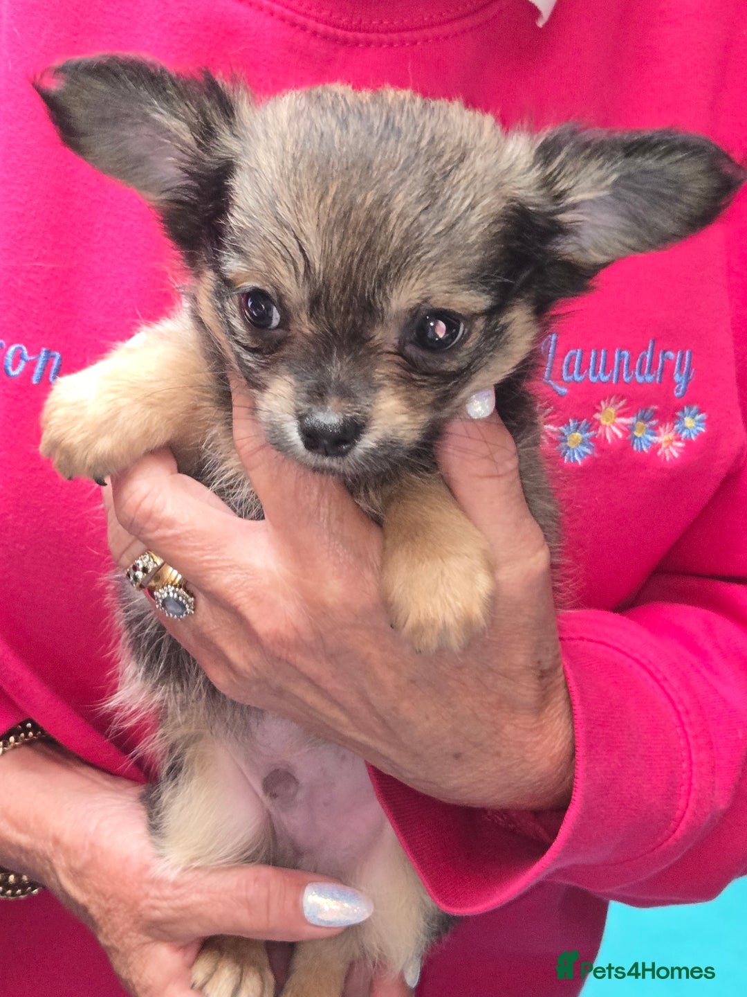 Chihuahua dogs for sale: Stunning long haired chihuahuas - Image 3
