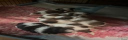 Shih Tzu dogs for sale: Shih tzu puppies  - Advert 9