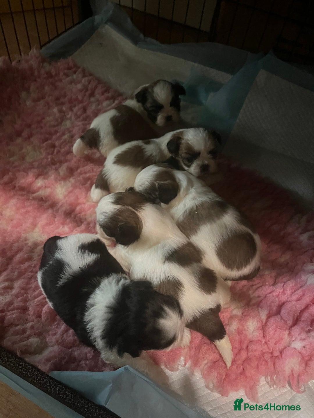 Shih Tzu dogs for sale: Shih tzu puppies  - Advert 9