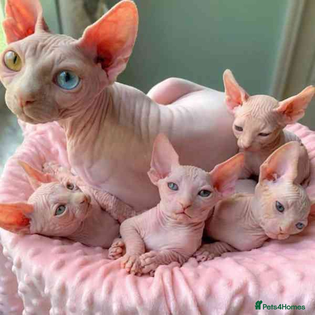 Sphynx cats for sale: Sphynx  kittens available  - Image 5