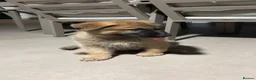 German Shepherd dogs for sale: 2 Month German Shepherd  - Advert 2