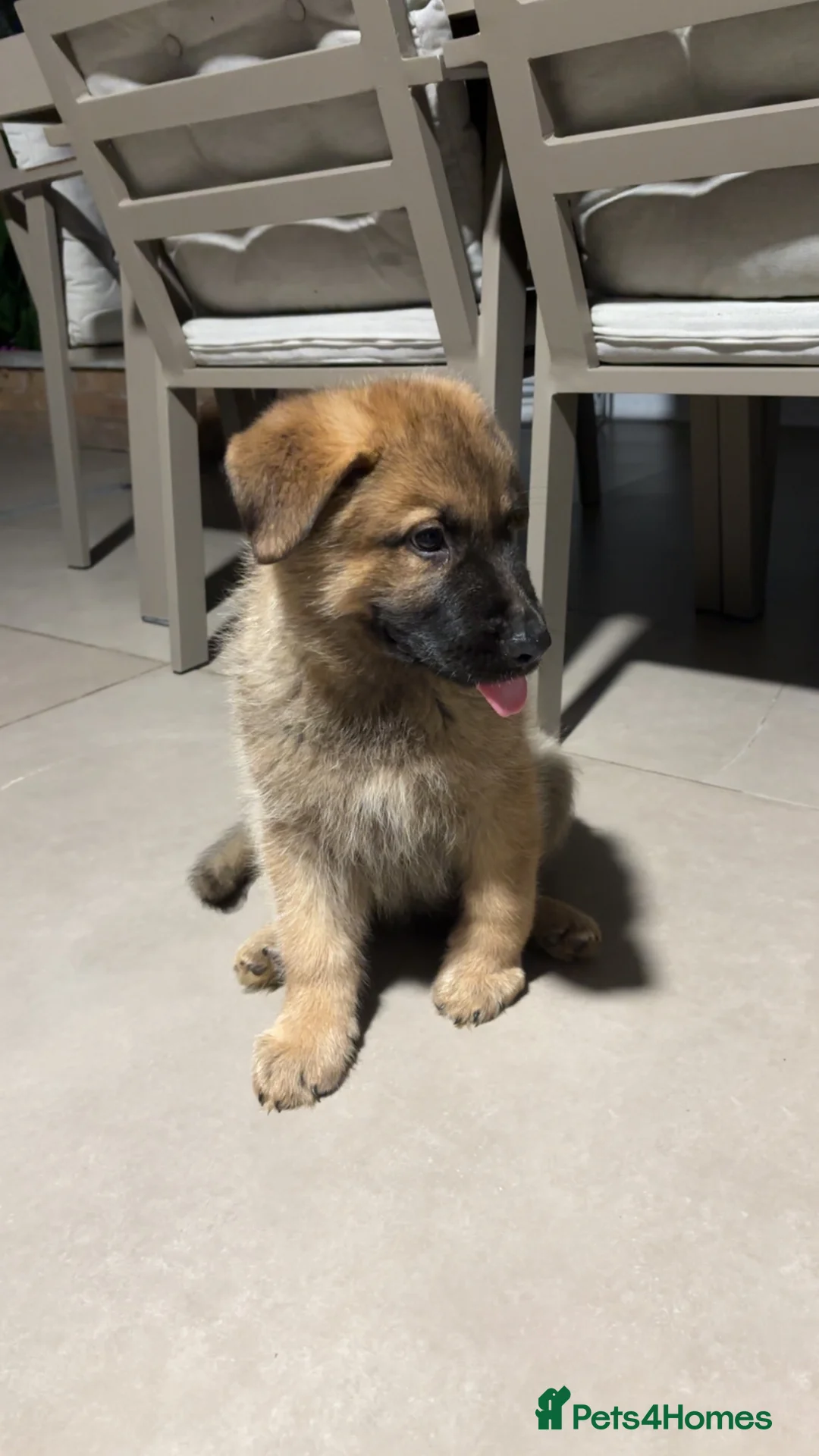 German Shepherd dogs for sale: 2 Month German Shepherd  - Advert 2