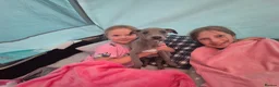 Whippet dogs for sale: Whippet puppies (small) blue, boys - Advert 9