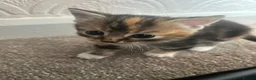 Mixed Breed cats for sale: 3 Kittens for Sale  - Advert 2