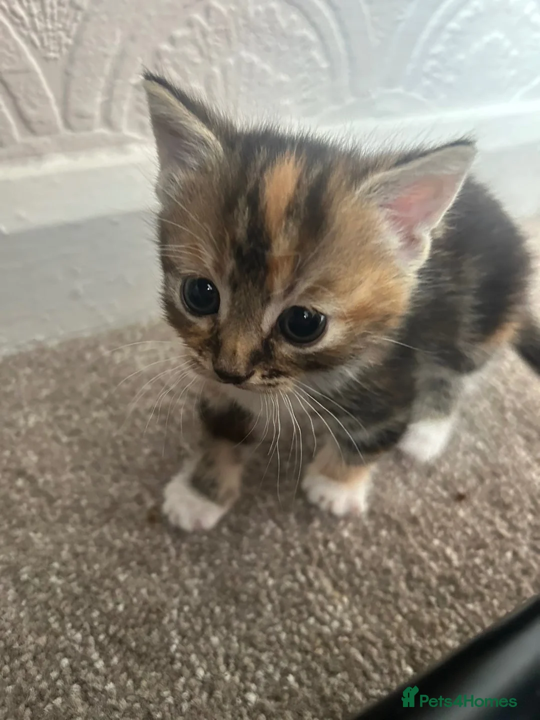 Mixed Breed cats for sale: 3 Kittens for Sale  - Advert 2