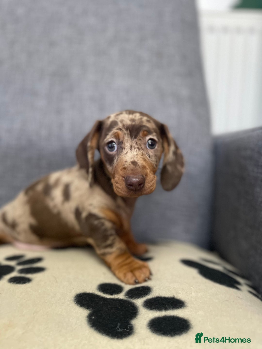 Dachshund dogs for sale: Miniature Dachshund puppies  - Advert 11