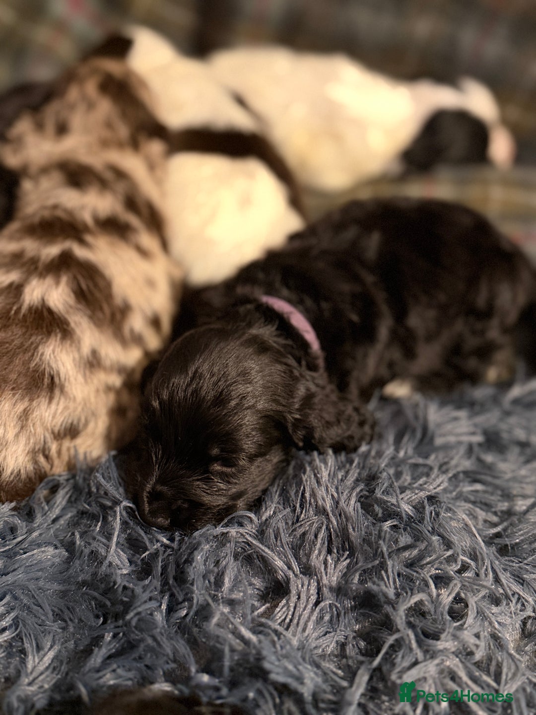Cocker Spaniel dogs for sale: Cocker Spaniel Merle Puppies  - Advert 17
