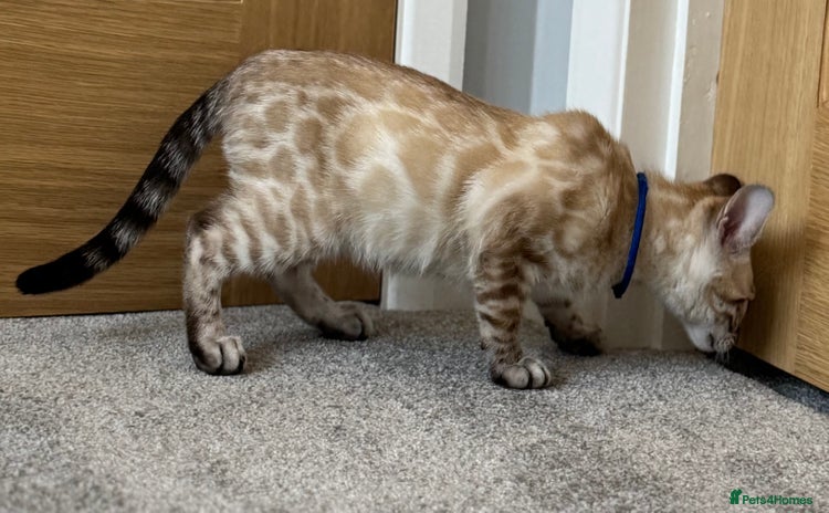 Bengal cats - Advert 10