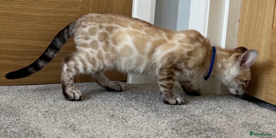 Bengal cats for sale: 💙Exceptional Lynx💙 Male Bengal TICA Reg - Image 2