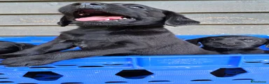 Labrador Retriever 2