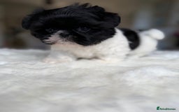 Shih Tzu dogs for sale: AMERICAN IMPERIAL SHIH TZU PUPPIES - Image 11