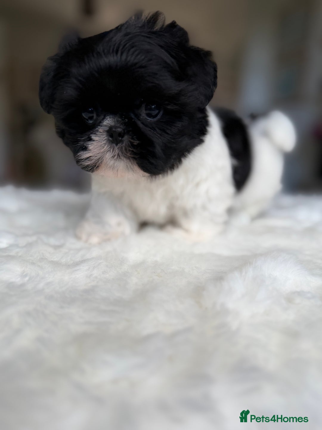 Shih Tzu dogs for sale: AMERICAN IMPERIAL SHIH TZU PUPPIES - Image 11