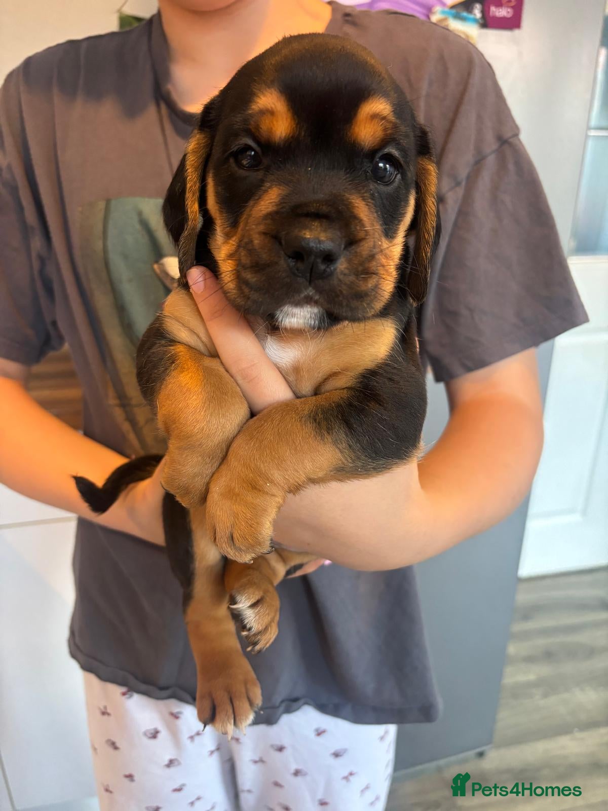 Mixed Breed dogs Cockerbull puppies born 16th March  - Advert 10