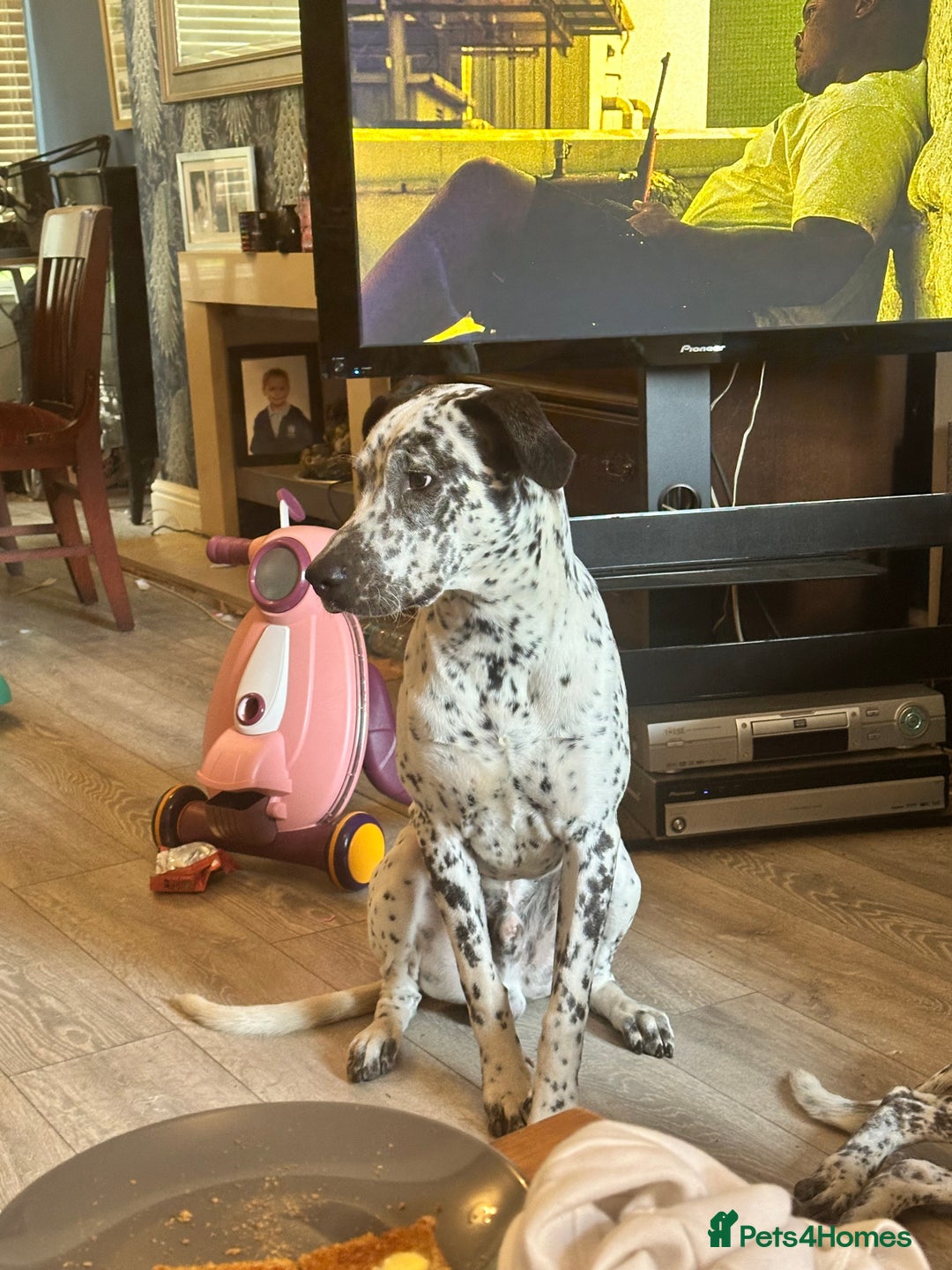 Mixed Breed dogs for sale: 2 male dogs  - Image 8